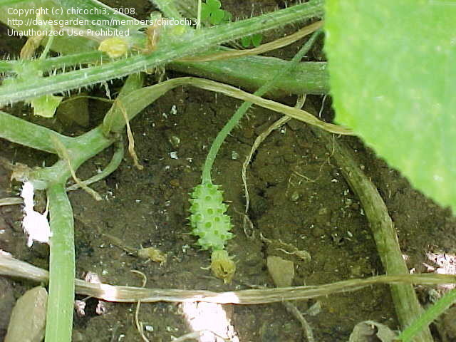 معرفی و راهنمای پرورش درختان میوه - خربزه شاخدار